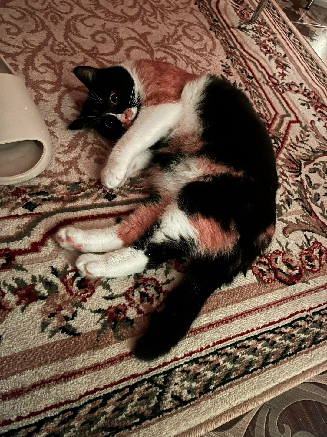 Пропала кошка в Одинцове — фото объявления