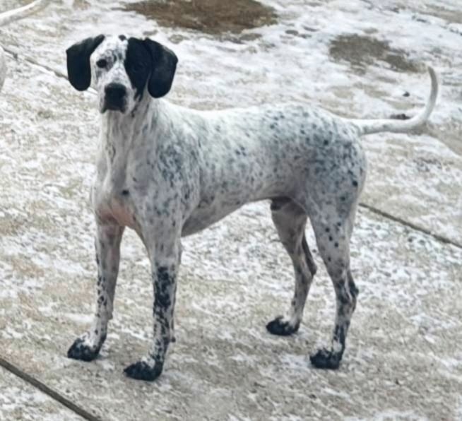Пропала собака в Одинцове — фото объявления