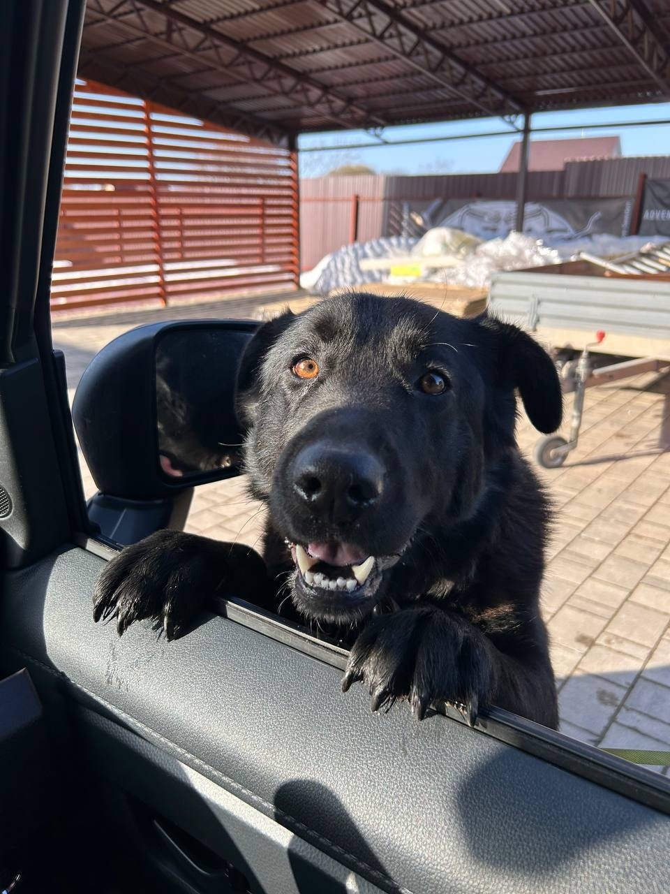 Найдена собака в Одинцове — фото объявления