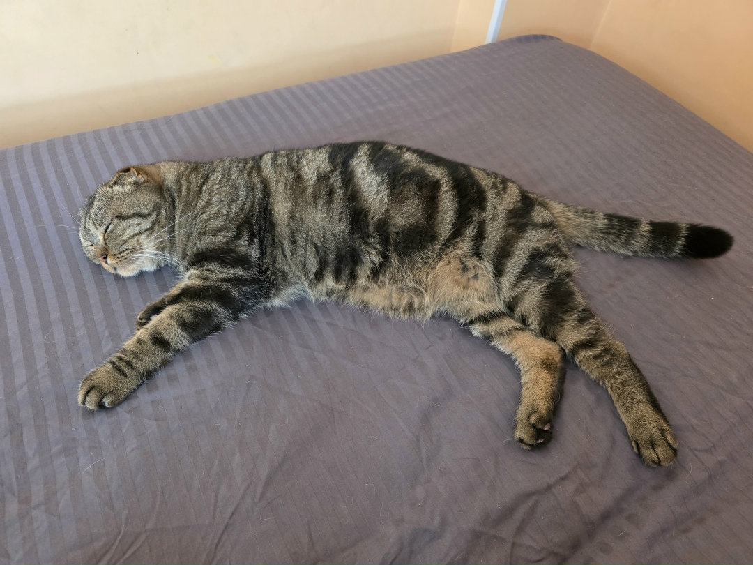 Найдена собака в Одинцове — фото объявления