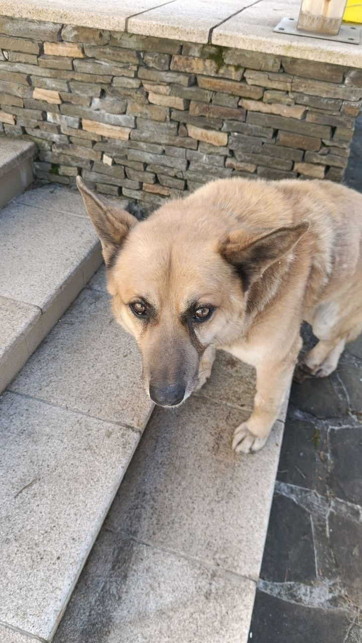 Найдена собака в Одинцове — фото объявления