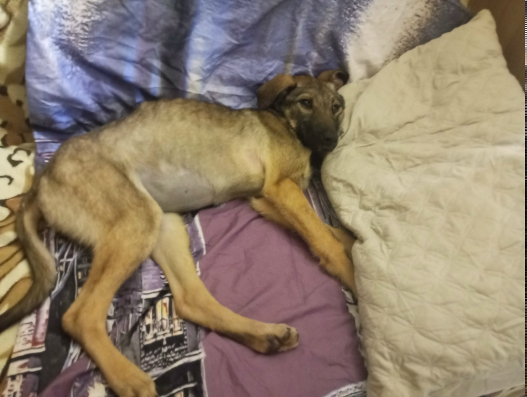 Пропала собака в Одинцове — фото объявления