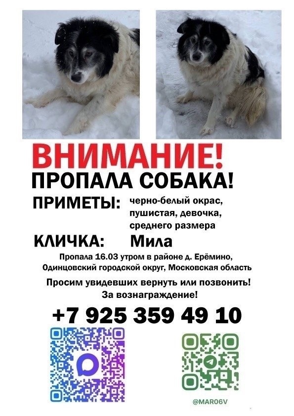Пропала собака в Одинцове — фото объявления