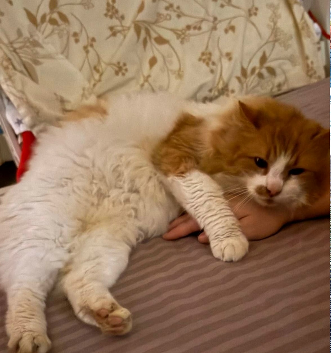 Пропала кошка в Одинцове — фото объявления