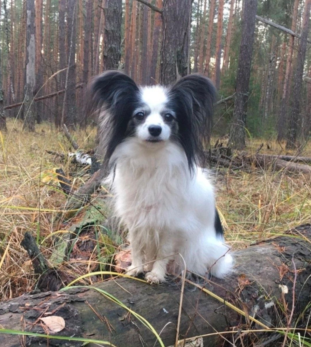Пропала собака в Одинцове — фото объявления