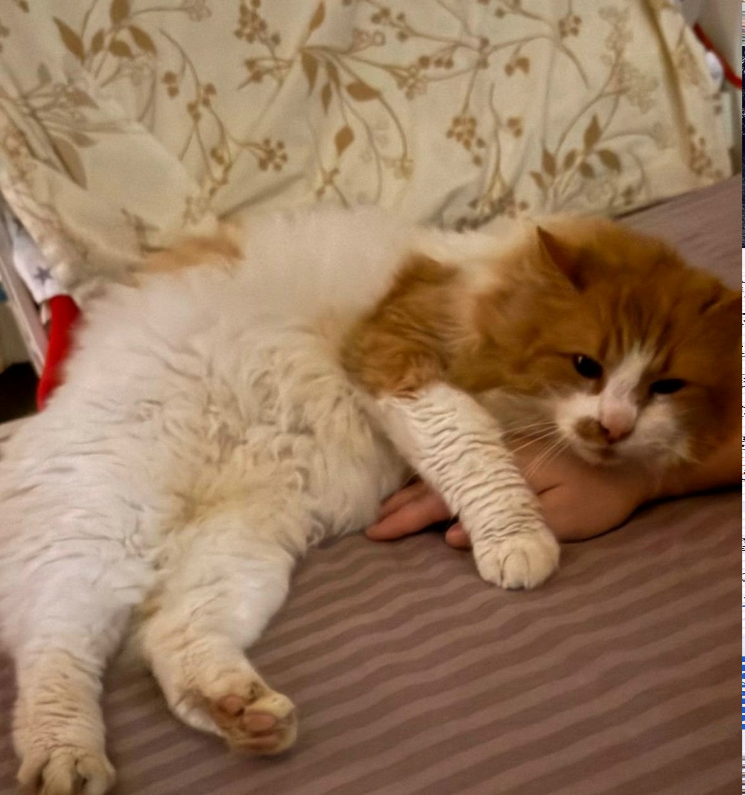 Пропала кошка в Одинцове — фото объявления