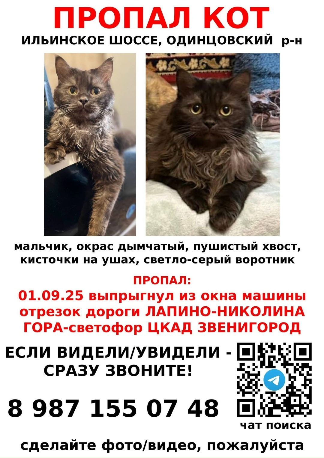 Найдена собака в Одинцове — фото объявления