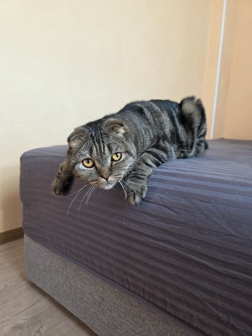 Найдена собака в Одинцове — фото объявления