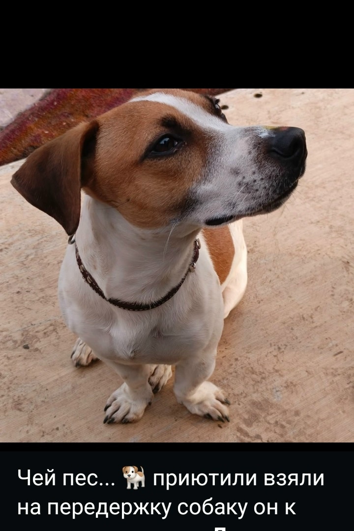 Пропала собака в Одинцове — фото объявления