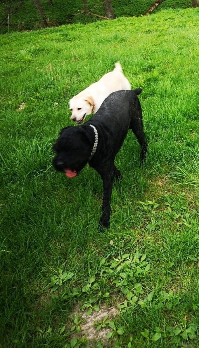 Пропала собака в Одинцове — фото объявления