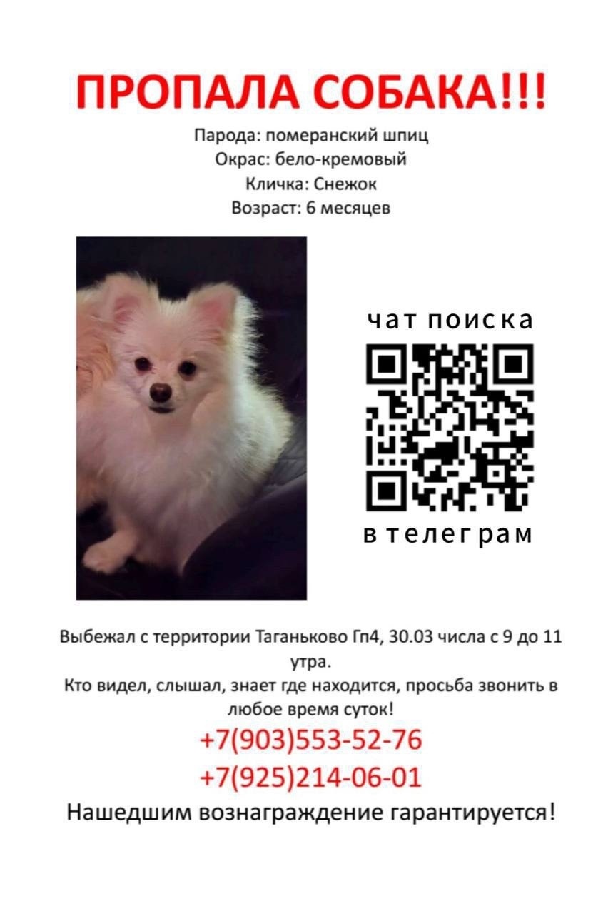 Пропала собака в Одинцове — фото объявления