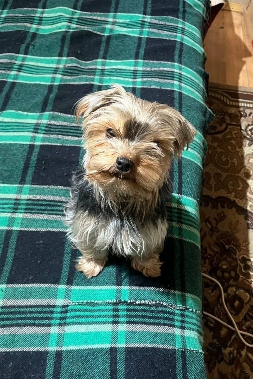 Найдена собака в Одинцове — фото объявления