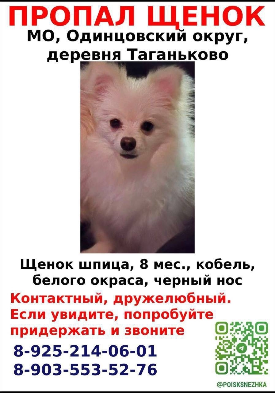 Пропала собака в Одинцове — фото объявления