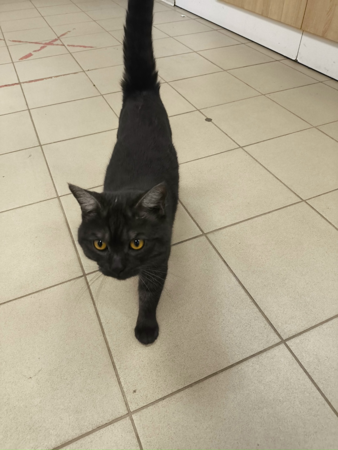 Найдена кошка в Одинцове — фото объявления