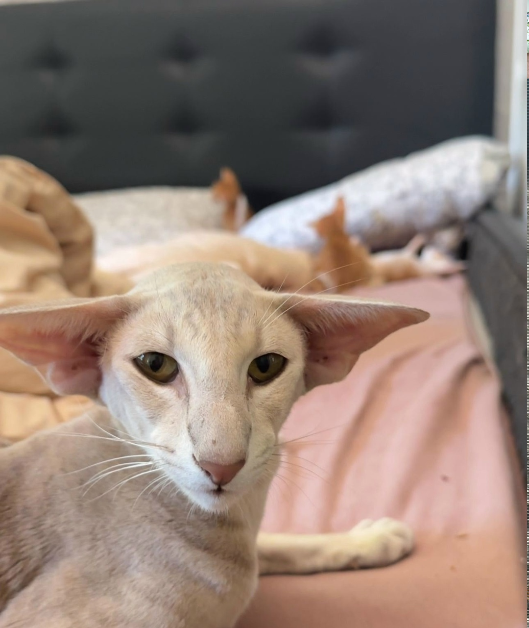 Пропала кошка в Одинцове — фото объявления