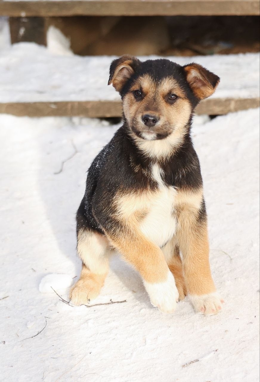 Пропала собака в Одинцове — фото объявления
