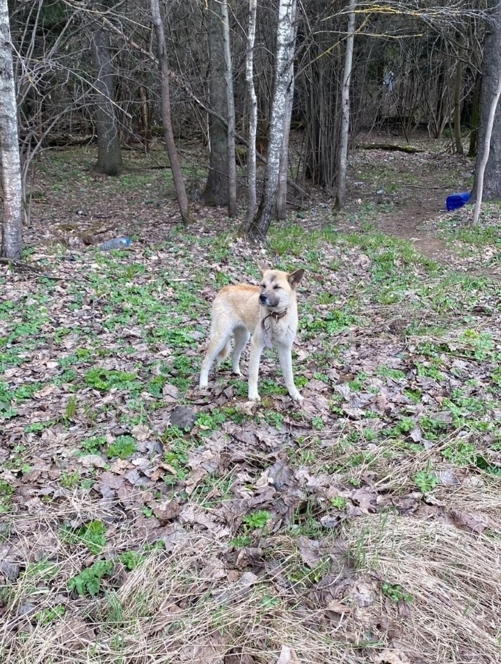 Пропала собака в Одинцове — фото объявления