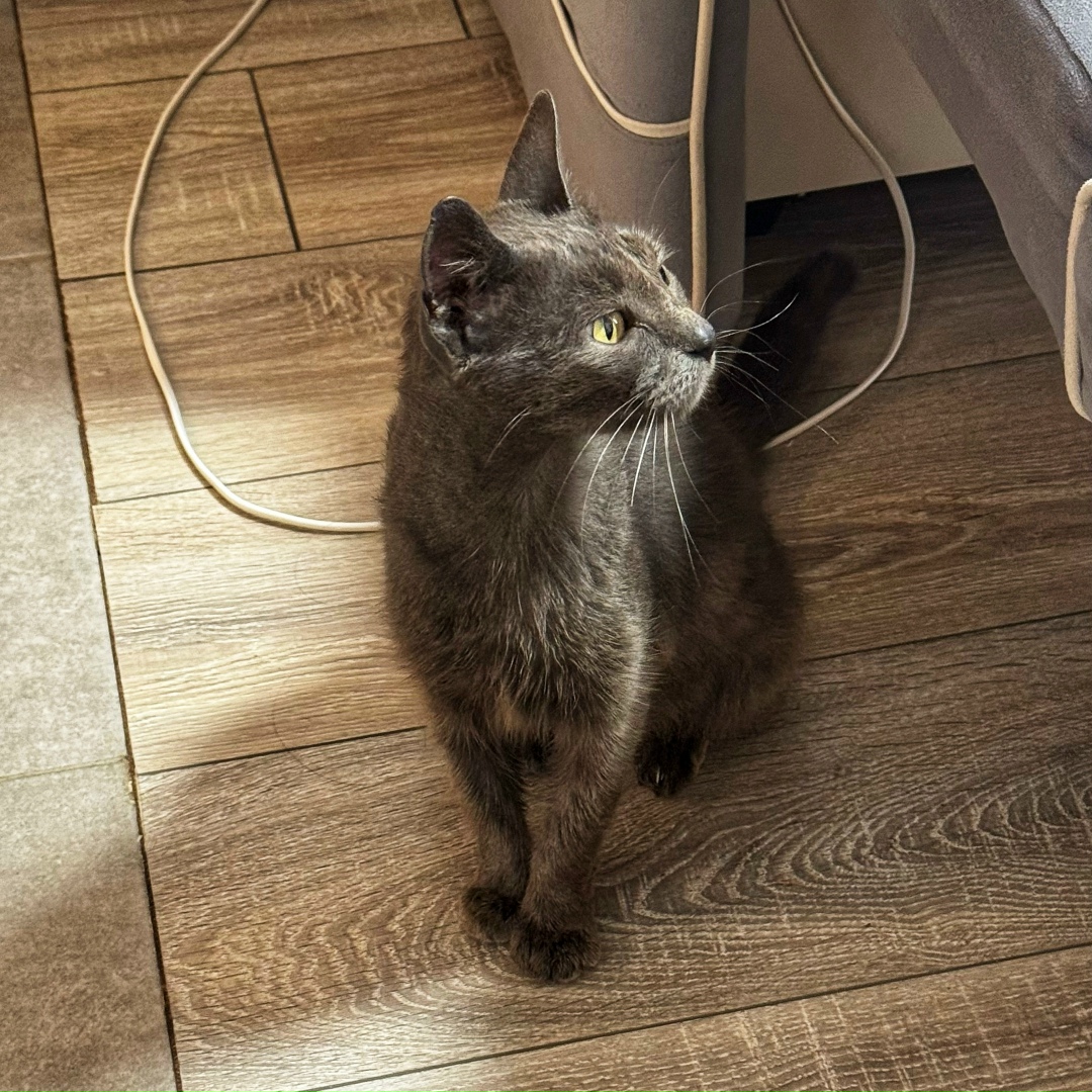 Найдена собака в Одинцове — фото объявления