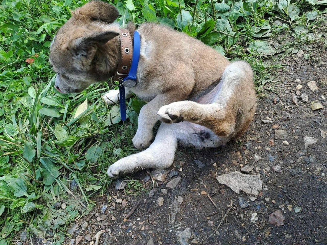 Найдена собака в Одинцове — фото объявления