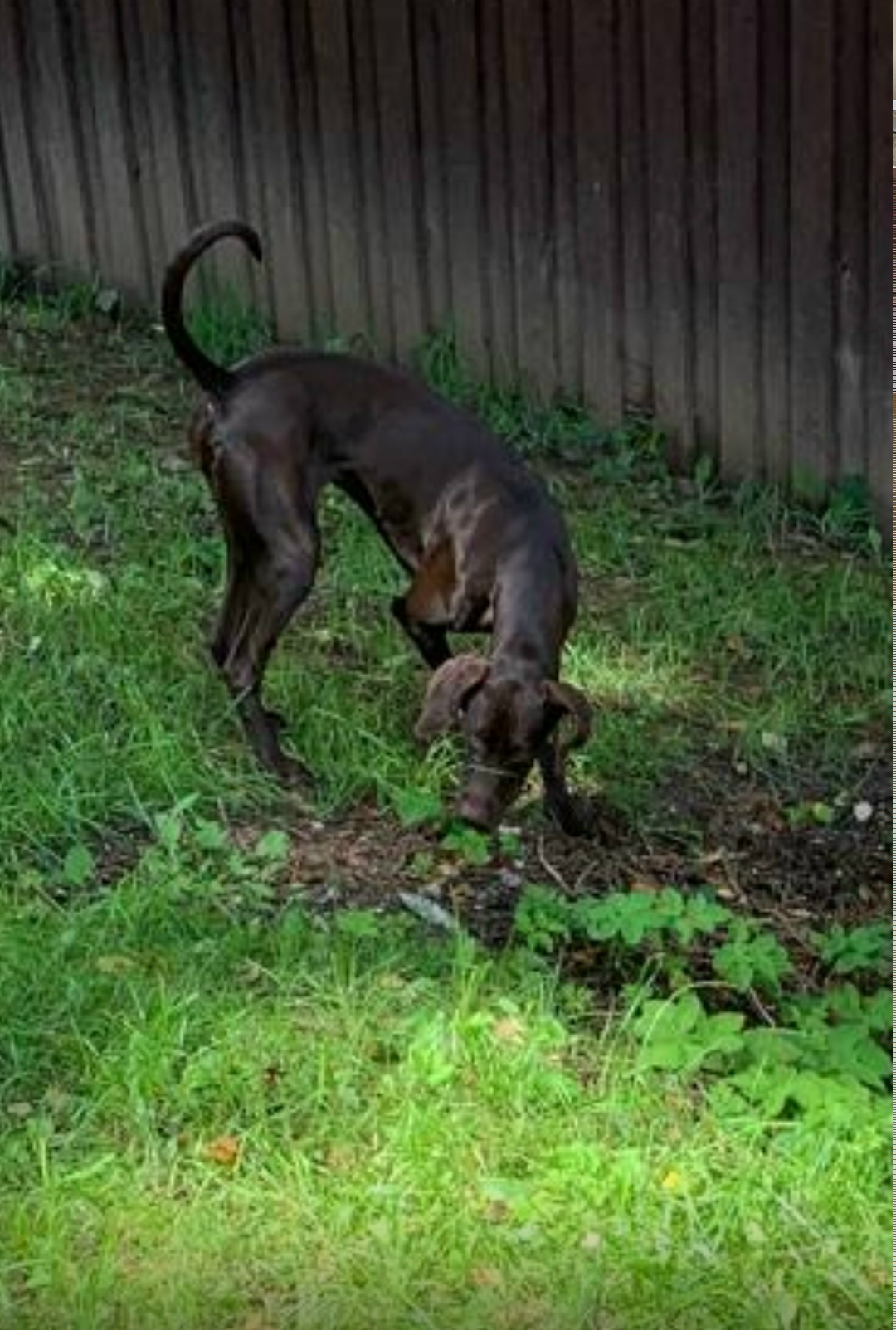 Пропала собака в Одинцове — фото объявления