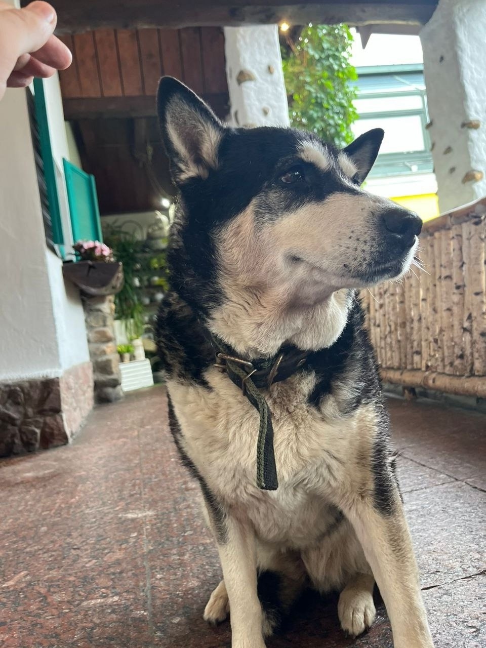 Найдена собака в Одинцове — фото объявления