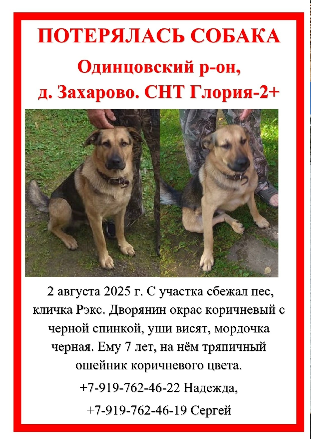 Пропала собака в Одинцове — фото объявления