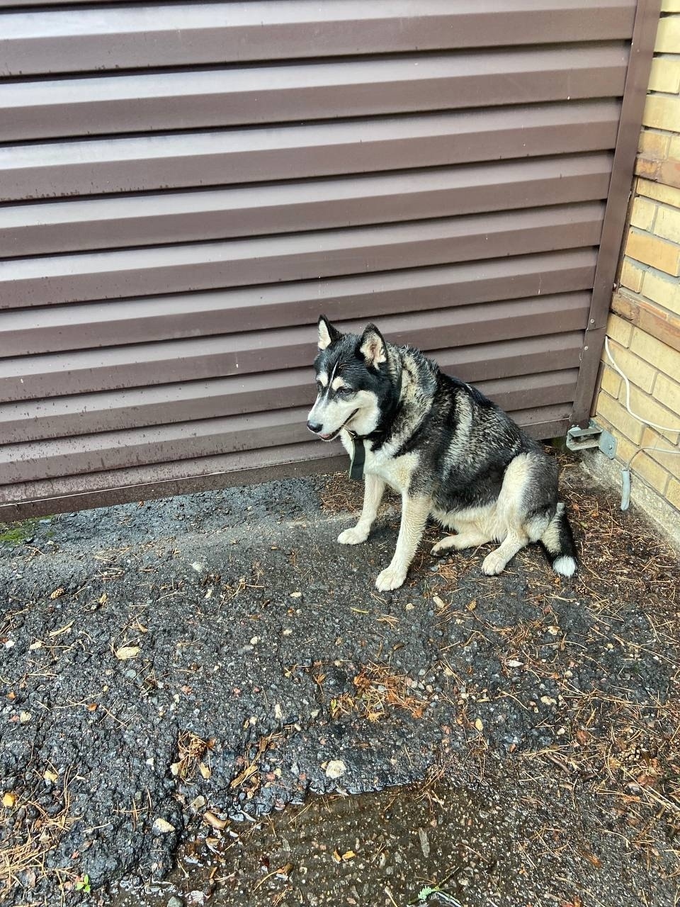 Найдена собака в Одинцове — фото объявления