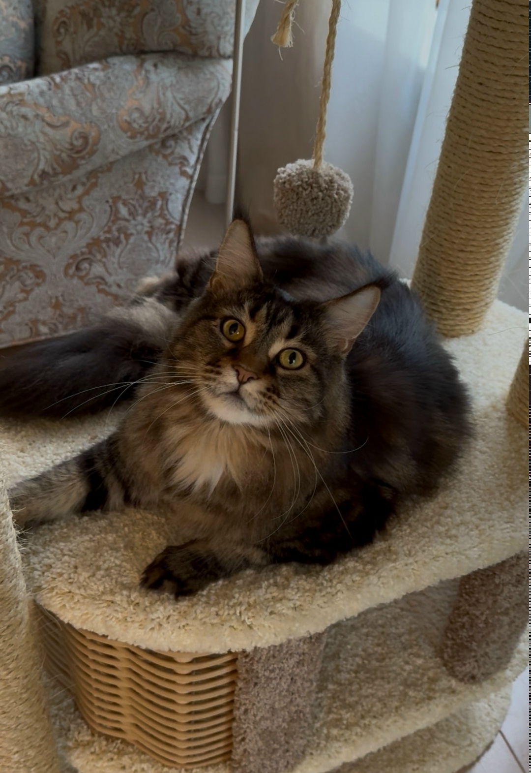 Пропала кошка в Одинцове — фото объявления