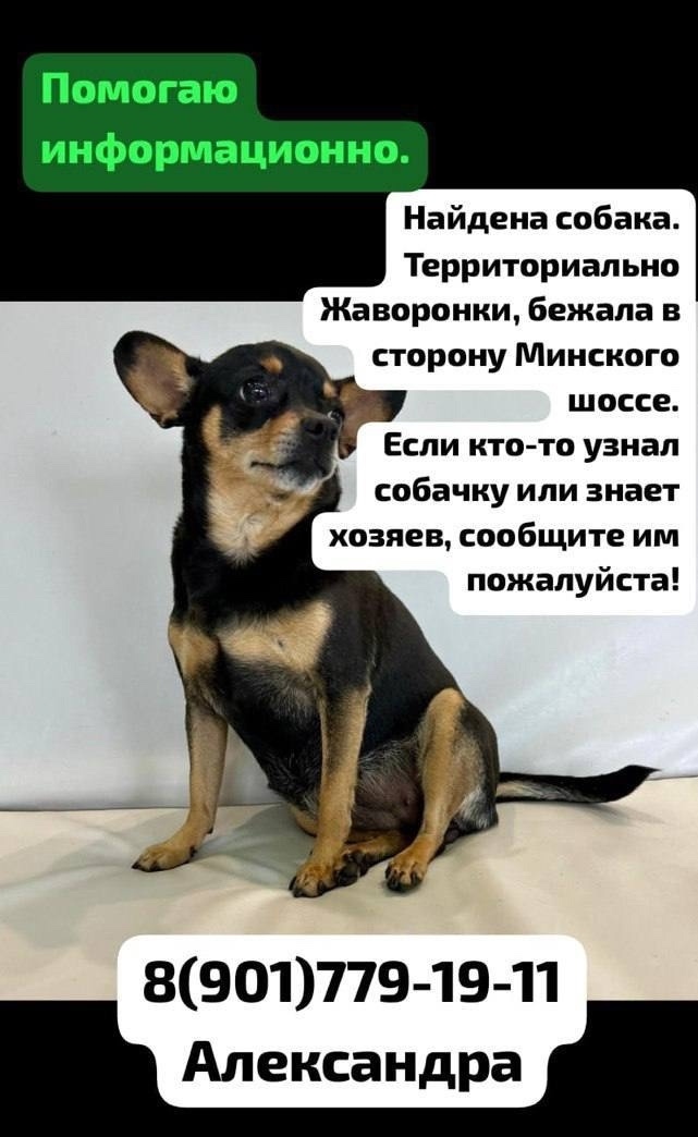 Найдена собака в Одинцове — фото объявления