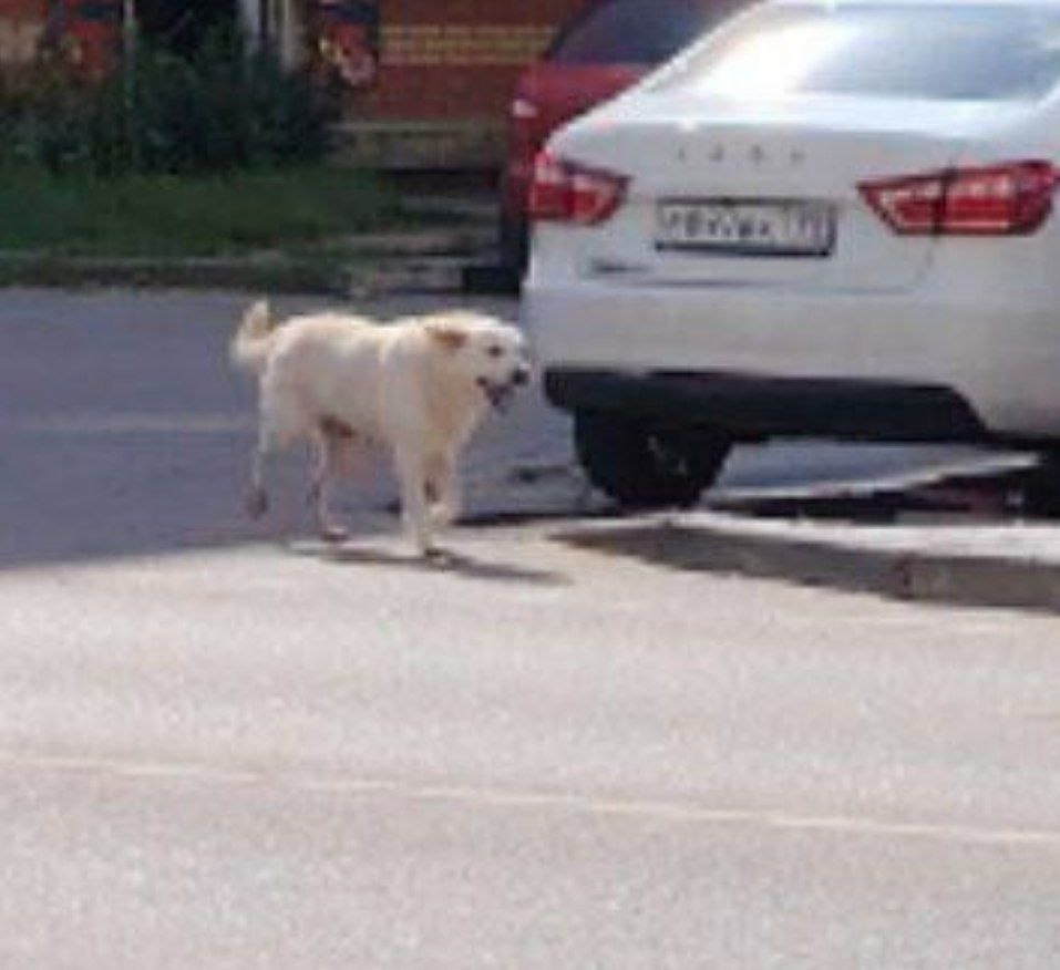 Пропала собака в Одинцове — фото объявления