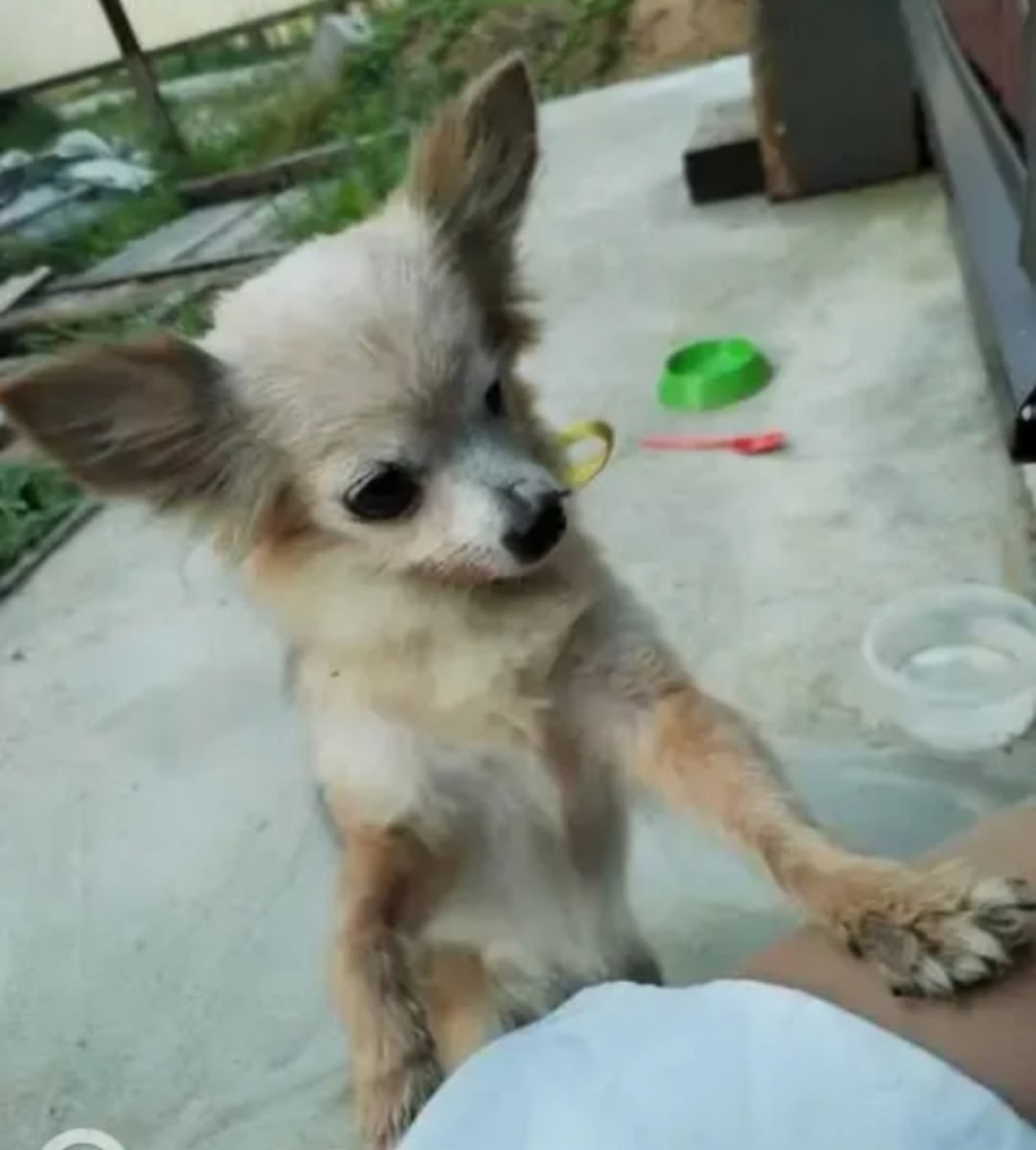 Пропала собака в Одинцове — фото объявления