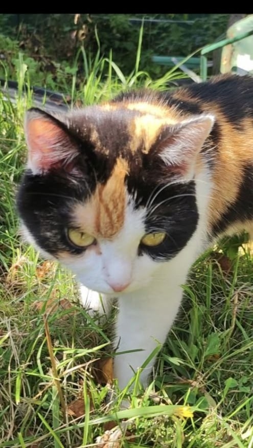 Пропала кошка в Одинцове — фото объявления