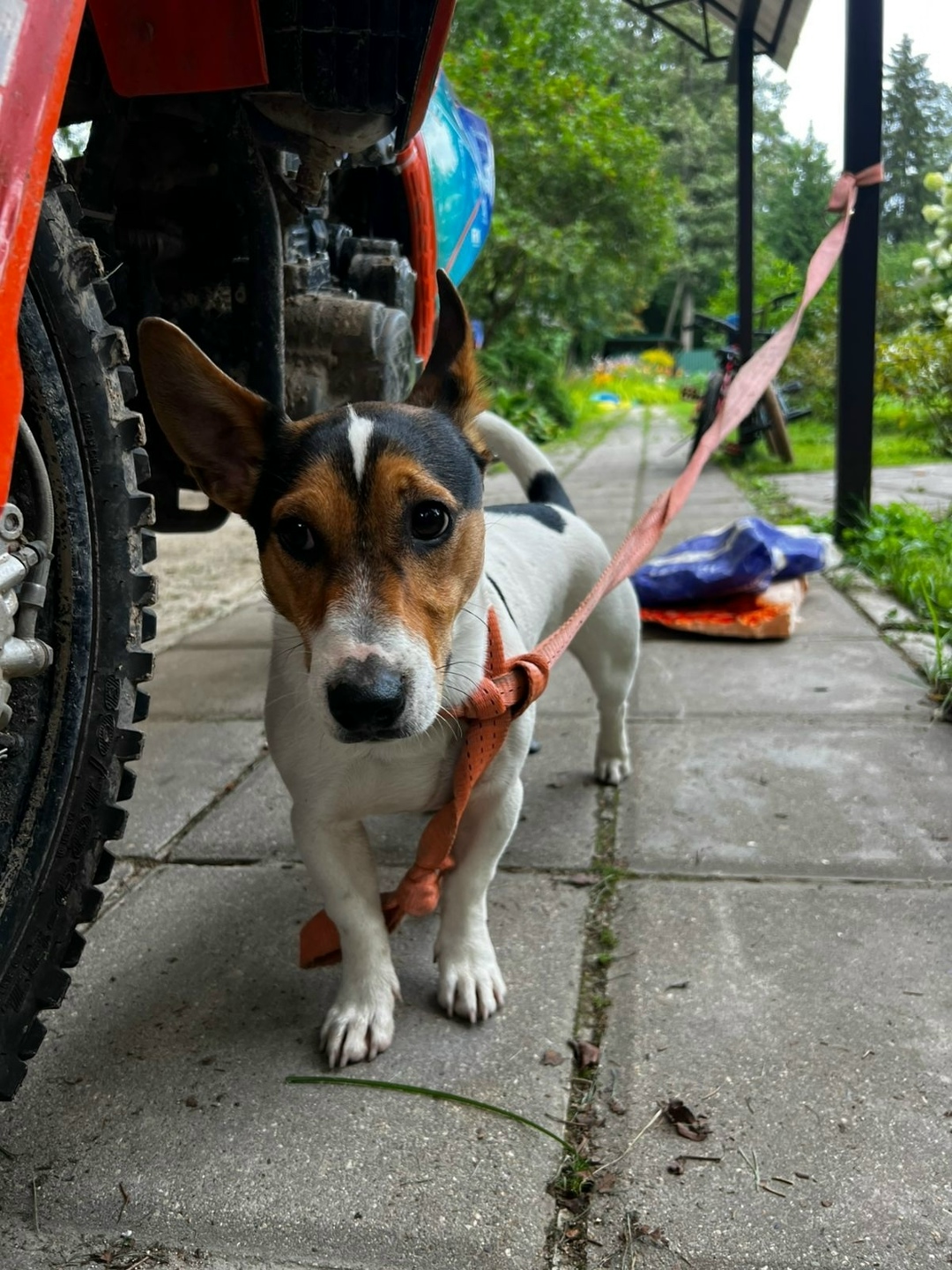 Найдена собака в Одинцове — фото объявления