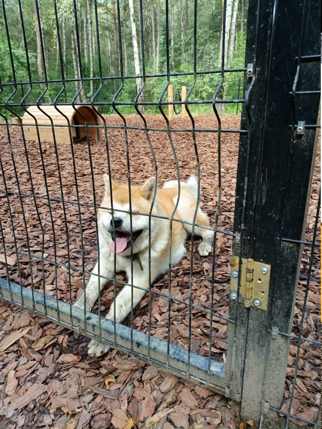 Найдена собака в Одинцове — фото объявления