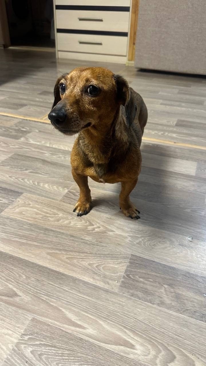 Найдена собака в Одинцове — фото объявления