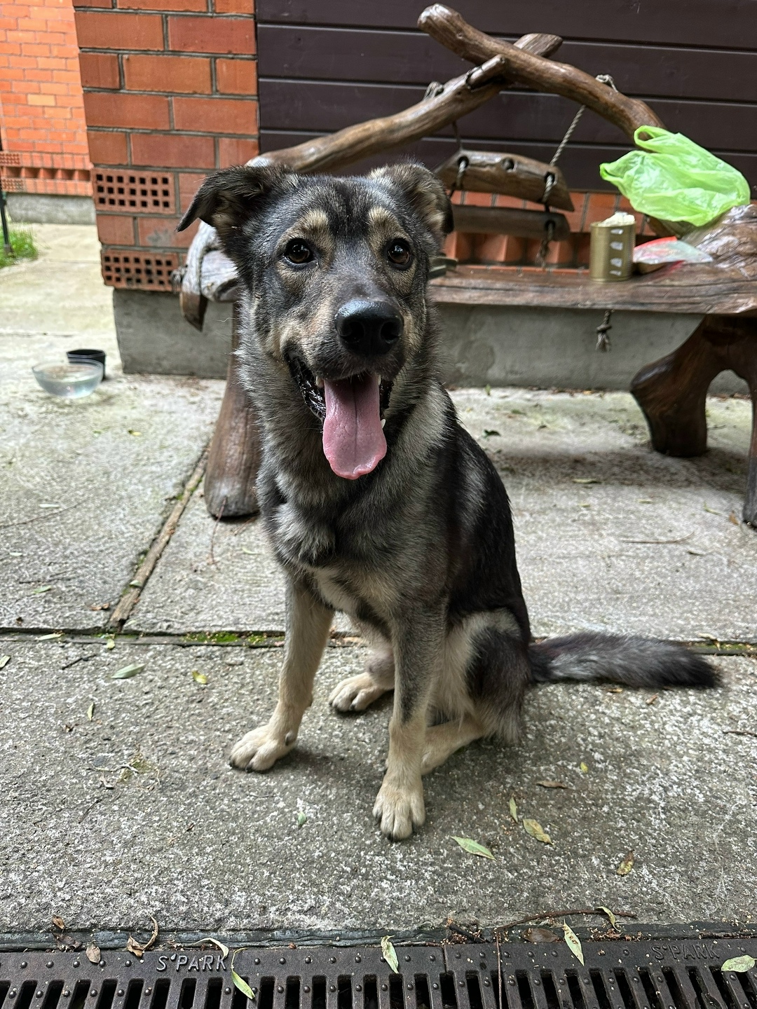 Найдена собака в Одинцове — фото объявления
