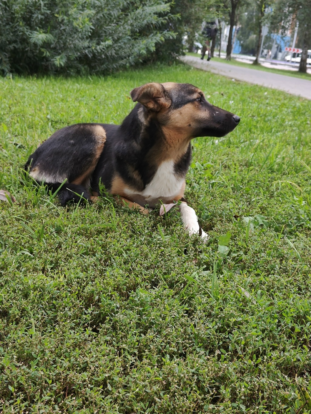 Пропала собака в Одинцове — фото объявления