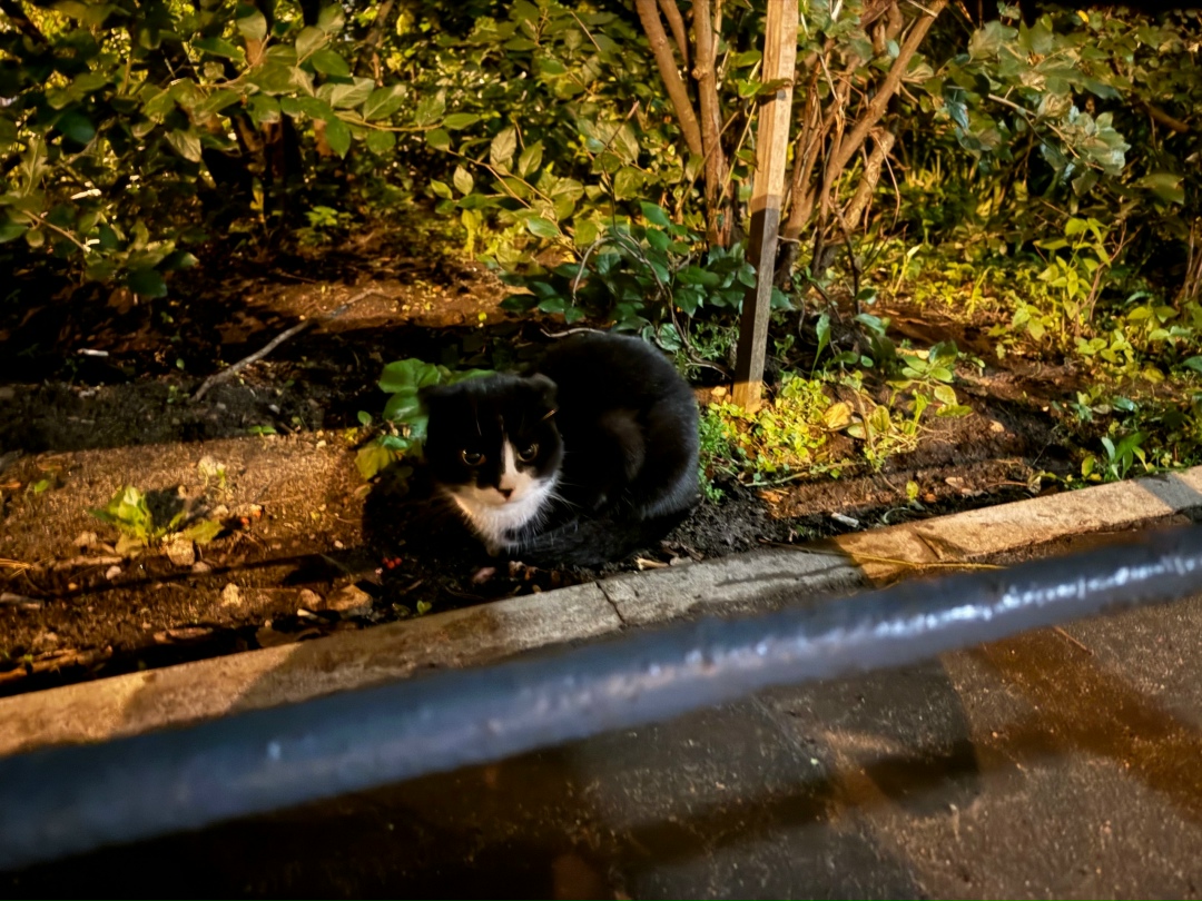 Найдена кошка в Одинцове — фото объявления