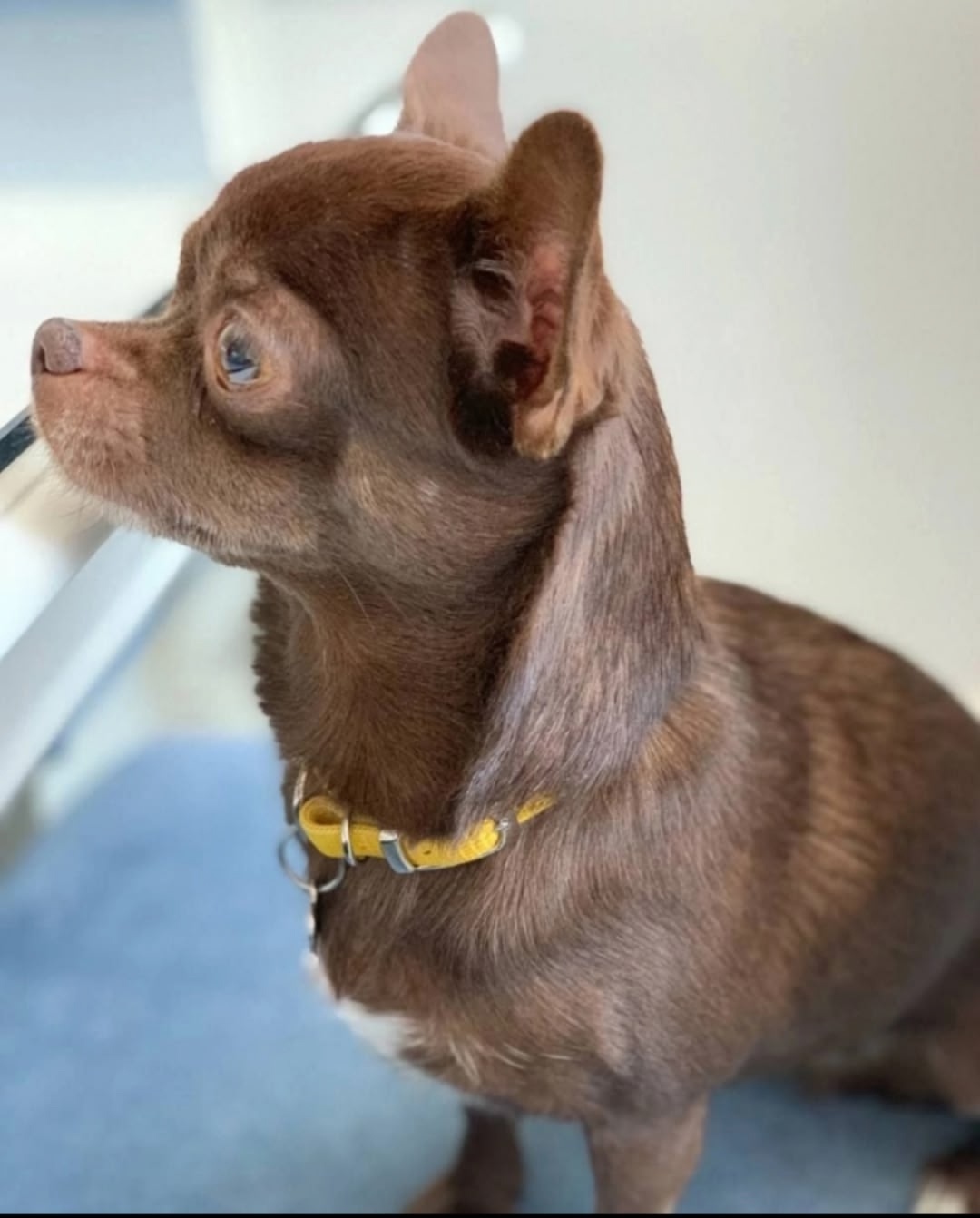 Пропала собака в Одинцове — фото объявления