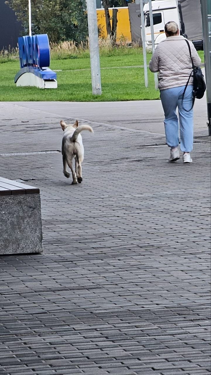 Пропала собака в Одинцове — фото объявления