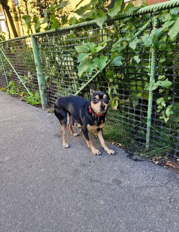 Найдена собака в Одинцове — фото объявления