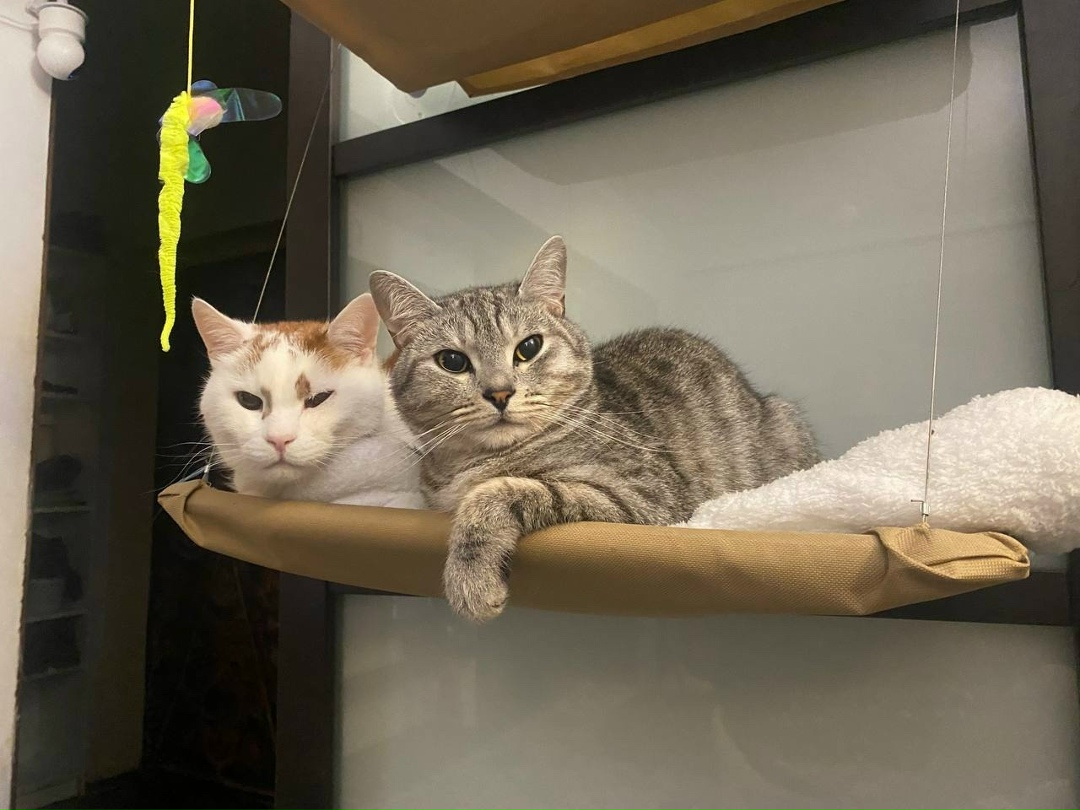 Пропала кошка в Одинцове — фото объявления