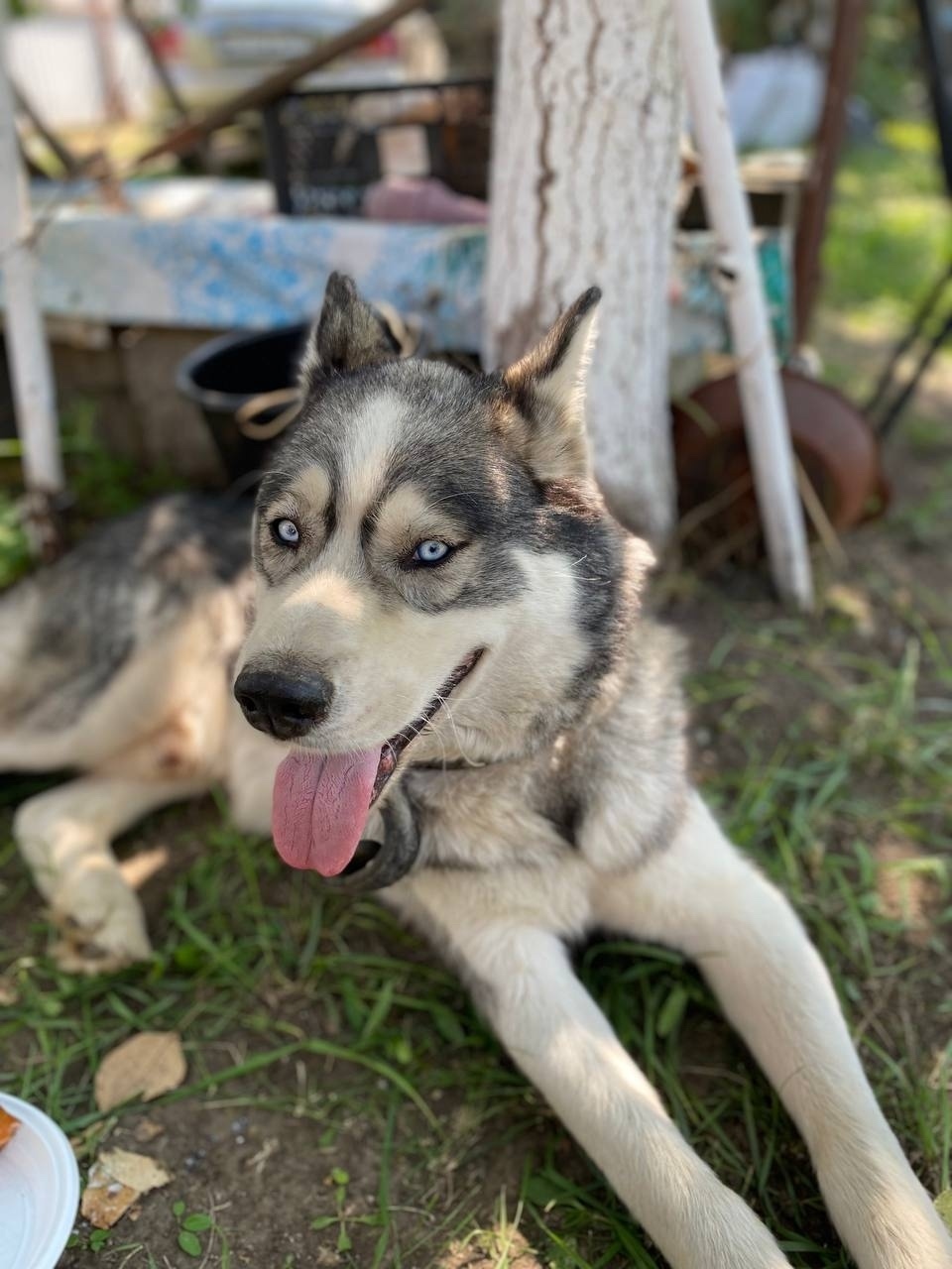 Пропала собака в Энгельсе — фото объявления