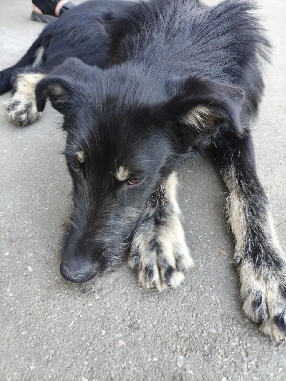 Найдена собака в Энгельсе — фото объявления