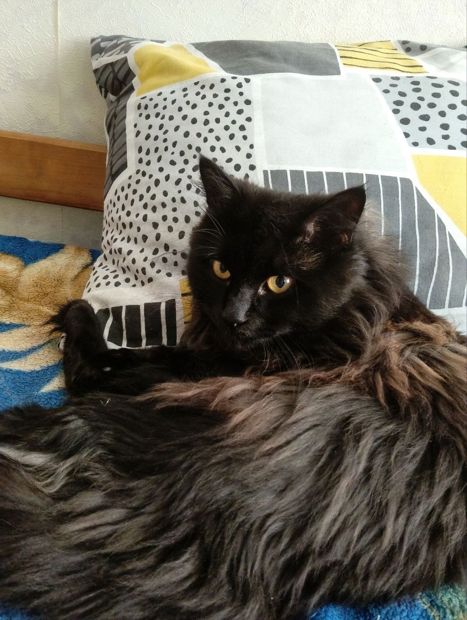 Пропала кошка в Энгельсе — фото объявления