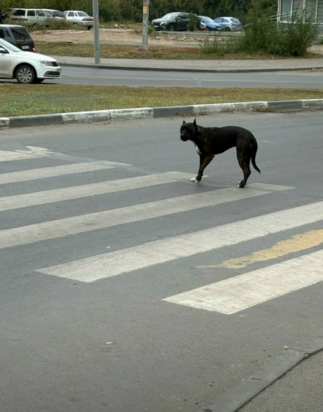 Пропала собака в Энгельсе — фото объявления
