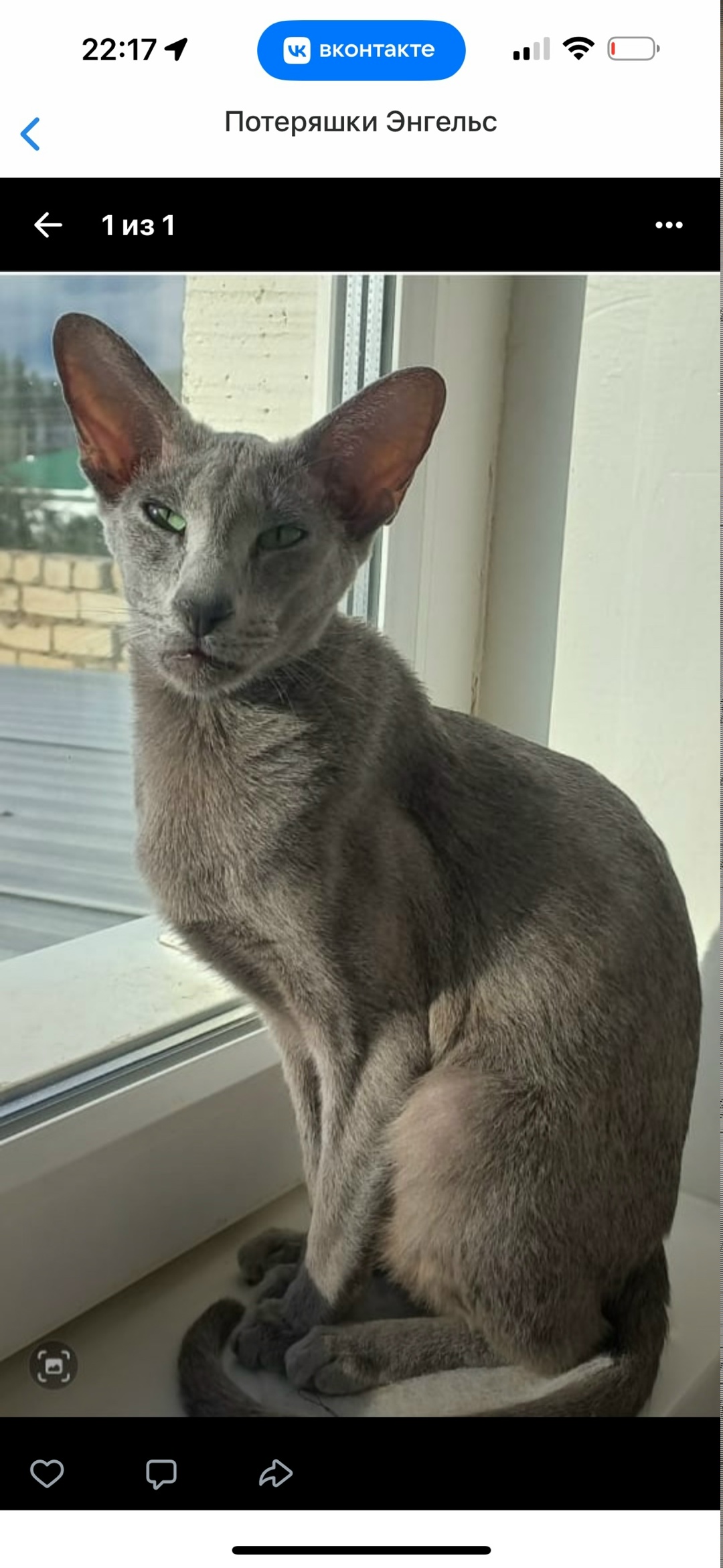 Пропала кошка в Энгельсе — фото объявления