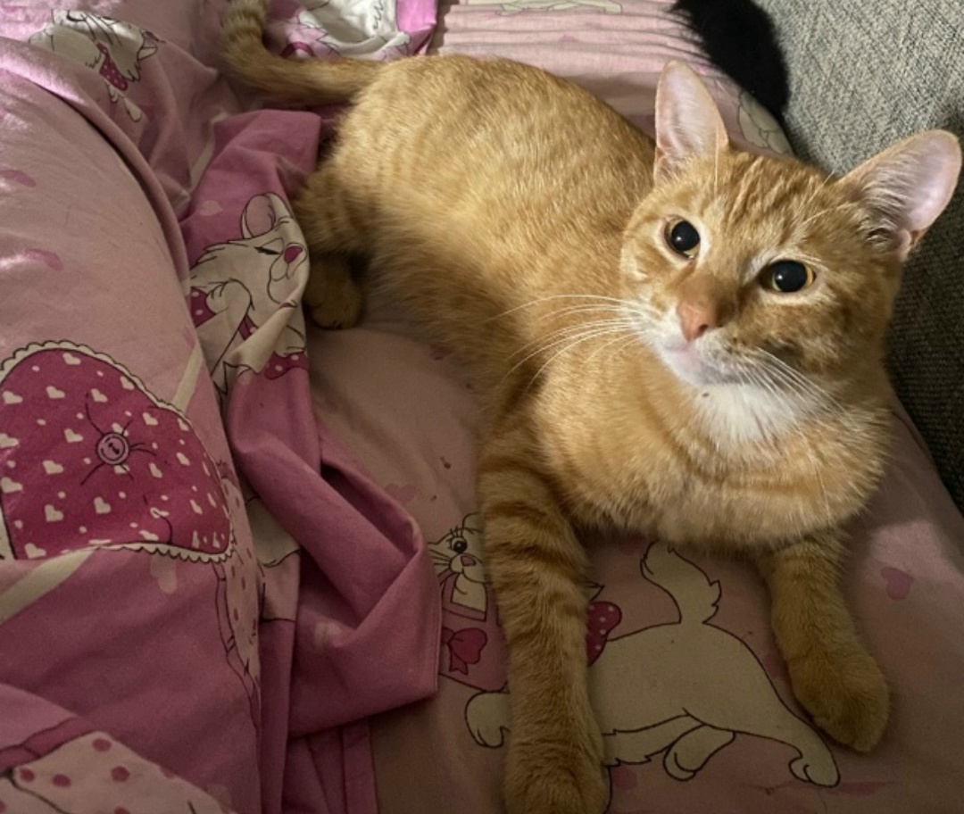 Пропала кошка в Энгельсе — фото объявления