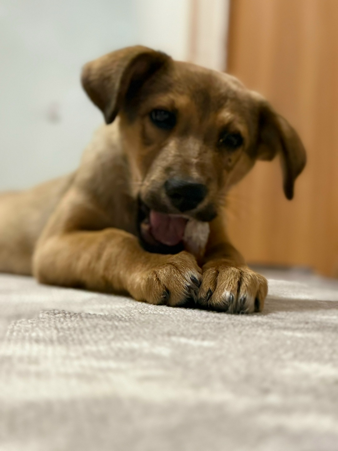 Найдена собака в Энгельсе — фото объявления