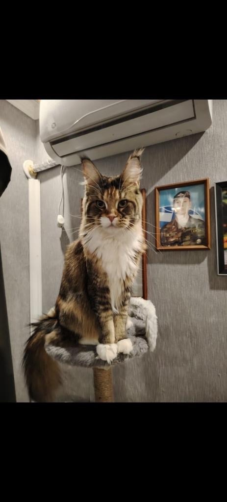 Пропала кошка в Энгельсе — фото объявления